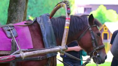 Brest Brest Bölgesi Belarus 20. Eylül 2020 'de Leninskiy Rayon Brest Belarus' tan geçenler için parkta at arabası ve at arabası..