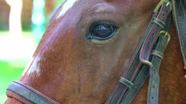 Leninskiy Rayon Brest Belarus 'tan geçenler için parkta at ve at arabası..