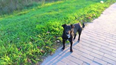 Brest Brest Bölgesi Belarus 23. Eylül 2020 Siyah sokak köpeği Leninskiy Rayon Brest Brest İlçe Brest Bölgesi Belarus 'ta sokakta ve çimlerde dolaşıyor..