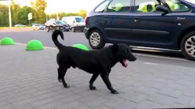 Brest Brest Bölgesi Belarus 23. Eylül 2020 Siyah sokak köpeği Leninskiy Rayon Brest Brest İlçe Brest Bölgesi Belarus 'ta sokakta ve çimlerde dolaşıyor..