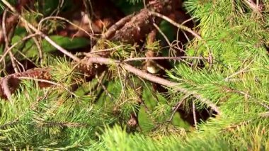 Beyaz Rusya 'nın Leninskiy Rayon Brest bölgesinde çam dallarında zıplayan küçük bir kuş..