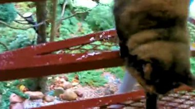 Leninskiy Rayon Brest Bölgesi Belarus 'ta merdivenlerden inen tüylü kahverengi kedi..