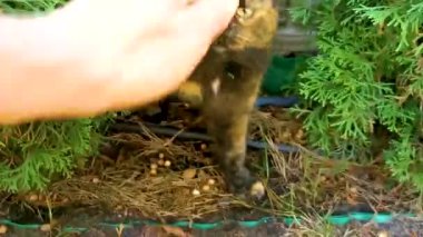 Leninskiy Rayon Brest Brest Bölgesi Belarus 'ta bir adam tüylü kahverengi bir kediyi okşadı..