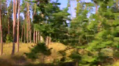 Bielaviezskaja Pusca Ulusal Parkı Bialowieza Ormanı Kamyanyets İlçe Brest Bölgesi Belarus 'ta eski ağaçlarla dolu bir otobüsle ormanın içinden geçiyor..