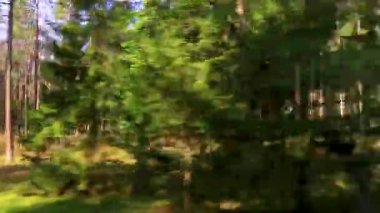 Bielaviezskaja Pusca Ulusal Parkı Bialowieza Ormanı Kamyanyets İlçe Brest Bölgesi Belarus 'ta eski ağaçlarla dolu bir otobüsle ormanın içinden geçiyor..