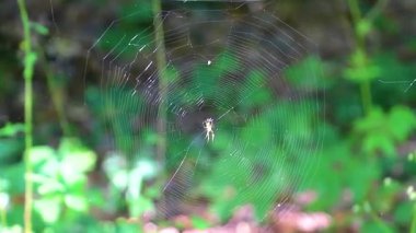 Ormanda büyük bir örümcek ağıyla Bielaviezskaja Pusca Ulusal Parkı Bialowieza Ormanı Kamyanyets İlçe Brest Bölgesi Belarus.
