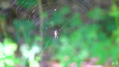 Ormanda büyük bir örümcek ağıyla Bielaviezskaja Pusca Ulusal Parkı Bialowieza Ormanı Kamyanyets İlçe Brest Bölgesi Belarus.