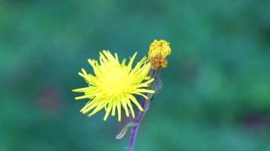 Bielaviezskaja Pusca Ulusal Parkı Bialowieza Ormanı Kamyanyets İlçe Brest Bölgesi Belarus 'ta koyu yeşil arka planda vahşi karahindiba çiçeği.