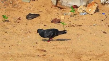 Güneydoğu Asya 'da Pattaya Bang Lamung Amphoe Chon Buri Tayland' da kumsalda yiyecek arayan güvercinler..