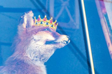 Landeck Bölgesi Landeck Tyrol Avusturya 'nın camında tacıyla doldurulmuş tilki..