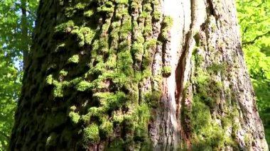 Yaşlı dev Patrik Meşe ağacı gövdesi ve ağaç kabuğu yosun ve yaprakları Bielaviezskaja Pusca Ulusal Parkı Bialowieza Ormanı Kamyanyets İlçe Brest Bölgesi Belarus 'ta.