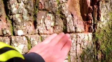 Patrik meşe ağacının gövdesinden kesilmiş yosun kabuğu ve yaprakları Bielaviezskaja Pusca Ulusal Parkı Bialowieza Ormanı Belarus Bölgesi 'nde..