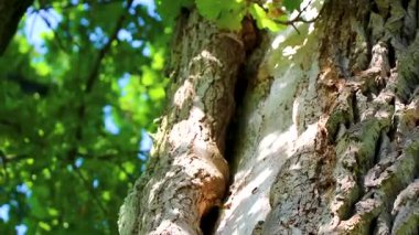 Yaşlı dev Patrik Meşe ağacı gövdesi ve ağaç kabuğu yosun ve yaprakları Bielaviezskaja Pusca Ulusal Parkı Bialowieza Ormanı Kamyanyets İlçe Brest Bölgesi Belarus 'ta.