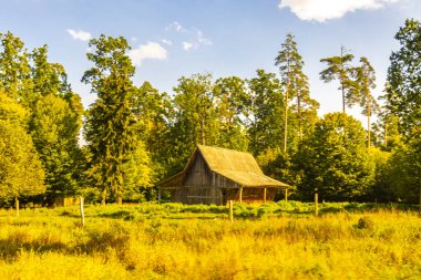 Ormandaki eski ahşap Rus kulübesinde büyük köklü çam ağaçları, huş ve meşe ağaçları Bielaviezskaja Pusca Ulusal Parkı Bialowieza Ormanı Belarus Bölgesi 'nde..