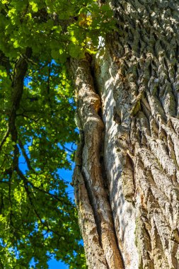 Yaşlı dev Patrik Meşe ağacı gövdesi ve ağaç kabuğu yosun ve yaprakları Bielaviezskaja Pusca Ulusal Parkı Bialowieza Ormanı Kamyanyets İlçe Brest Bölgesi Belarus 'ta.