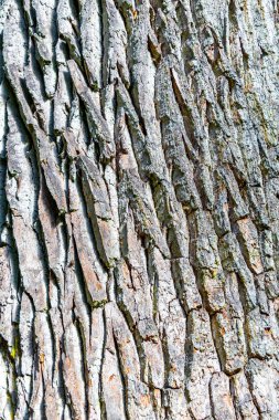 Büyük Patrik Meşe ağacının gövdesi yosun kabuğu ve yaprakları Bielaviezskaja Pusca Ulusal Parkı Bialowieza Ormanı Brest Bölgesi Belarus 'ta..