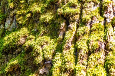 Büyük Patrik Meşe ağacının gövdesi yosun kabuğu ve yaprakları Bielaviezskaja Pusca Ulusal Parkı Bialowieza Ormanı Brest Bölgesi Belarus 'ta..