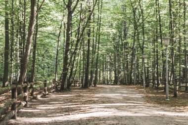 Bielaviezskaja Pusca Ulusal Park Bialowieza Ormanı Kamyanyets İlçe Brest Bölgesi 'nde büyük çam ağaçları huş ve meşe ağaçları ile yeşil orman..