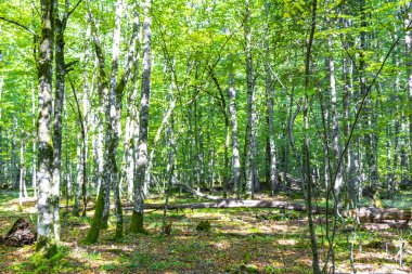 Bielaviezskaja Pusca Ulusal Park Bialowieza Ormanı Kamyanyets İlçe Brest Bölgesi 'nde büyük çam ağaçları huş ve meşe ağaçları ile yeşil orman..