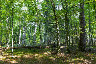 Bielaviezskaja Pusca Ulusal Park Bialowieza Ormanı Kamyanyets İlçe Brest Bölgesi 'nde büyük çam ağaçları huş ve meşe ağaçları ile yeşil orman..