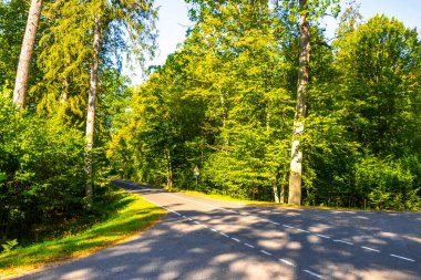 Bielaviezskaja Pusca Ulusal Parkı Bialowieza Ormanı Brest Bölgesi 'nde büyük çam ağaçları, huş ağaçları ve meşe ağaçları ile ormandaki patika yolu..