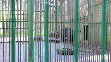 Büyük siyah ayı, Bielaviezskaja Pusca Ulusal Parkı Bialowieza Ormanı Kamyanyet Bölgesi Belarus Bölgesi 'nde bir kafeste hayvan taşıyor..