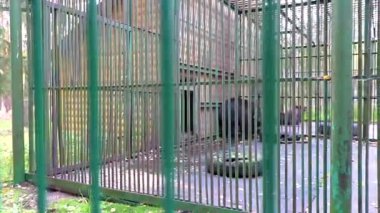 Büyük siyah ayı, Bielaviezskaja Pusca Ulusal Parkı Bialowieza Ormanı Kamyanyet Bölgesi Belarus Bölgesi 'nde bir kafeste hayvan taşıyor..