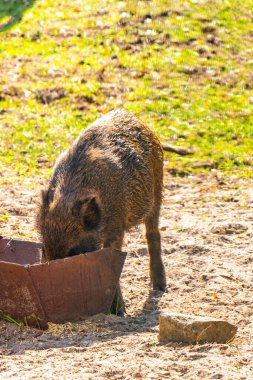 Bielaviezskaja Pusca Ulusal Parkı Bialowieza Ormanı Kamyanyets Bölgesi Belarus Bölgesi 'nde aç yaban domuzu koşturup yemek yiyor..