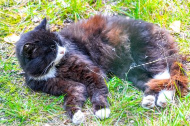 Bielaviezskaja Pusca Ulusal Parkı Bialowieza Ormanı Kamyanyets İlçe Brest Bölgesi Belarus 'ta sineklerle dolu çimlerin üzerinde dinleniyor..
