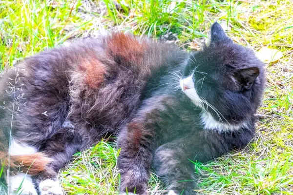 Bielaviezskaja Pusca Ulusal Parkı Bialowieza Ormanı Kamyanyets İlçe Brest Bölgesi Belarus 'ta sineklerle dolu çimlerin üzerinde dinleniyor..