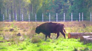 Bielaviezskaja Pusca Ulusal Parkı Bialowieza Ormanı Kamyanyets Bölgesi Belarus Bölgesi 'nde bizon bizonları bizonları bilge..
