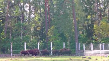 Bielaviezskaja Pusca Ulusal Parkı Bialowieza Ormanı Kamyanyets Bölgesi Belarus Bölgesi 'nde bizon bizonları bilge sürüsü..