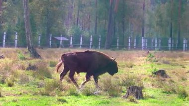 Bielaviezskaja Pusca Ulusal Parkı Bialowieza Ormanı Kamyanyets Bölgesi Belarus Bölgesi 'nde bizon bizonları bizonları bilge..