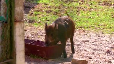Bielaviezskaja Pusca Ulusal Parkı Bialowieza Ormanı Kamyanyets Bölgesi Belarus Bölgesi 'nde aç yaban domuzu koşturup yemek yiyor..
