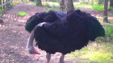 Büyük zarif devekuşu kendini hazırlıyor ve Beyaz Rusya Belarus Belarus 'un Bielaviezskaja Pusca Ulusal Parkı Bialowieza Ormanı Kamyanyets Bölgesi' nde dolaşıyor..