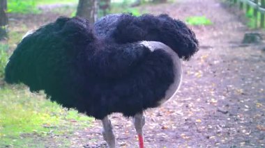 Büyük zarif devekuşu kendini hazırlıyor ve Beyaz Rusya Belarus Belarus 'un Bielaviezskaja Pusca Ulusal Parkı Bialowieza Ormanı Kamyanyets Bölgesi' nde dolaşıyor..