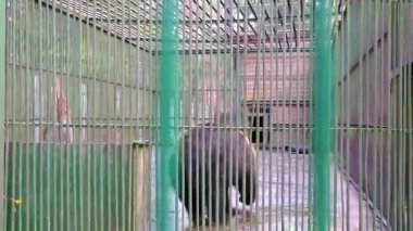 Bielaviezskaja Pusca Ulusal Parkı Bialowieza Ormanı Kamyanyets İlçe Brest Bölgesi 'nde bir kafeste büyük siyah ayı hayvanı..