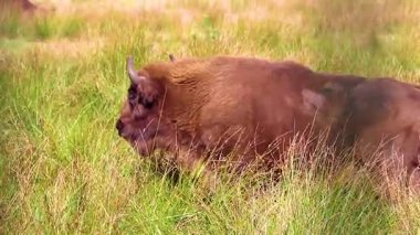 Bielaviezskaja Pusca Ulusal Parkı Bialowieza Ormanı Kamyanyets Bölgesi Belarus Bölgesi 'nde çitlerin arkasında bizon bizonları bilge..