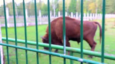 Bielaviezskaja Pusca Ulusal Parkı Bialowieza Ormanı Kamyanyets Bölgesi Belarus Bölgesi 'nde çitlerin arkasında bizon bizonları bilge..