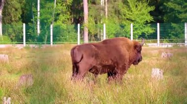 Bielaviezskaja Pusca Ulusal Parkı Bialowieza Ormanı Kamyanyets Bölgesi Belarus Bölgesi 'nde çitlerin arkasında bizon bizonları bilge..