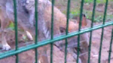 Bielaviezskaja Pusca Ulusal Parkı Bialowieza Ormanı Kamyanyets İlçe Brest Bölgesi 'nde çitlerin arkasında tehlikeli bir kurt var..