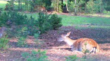Bielaviezskaja Pusca Ulusal Parkı Bialowieza Ormanı Kamyanyets İlçe Brest Bölgesi 'nde geyik geyiği avlıyor.