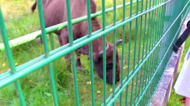 Kamyanyet İlçe Brest Bölgesi Belarus 25. Eylül 2020 Bielaviezskaja Pusca Ulusal Parkı Bialowieza Ormanı 'ndaki çitlerin arkasında bizonları besleyen bizonlar..