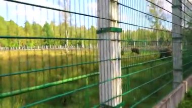 Bielaviezskaja Pusca Ulusal Parkı Bialowieza Ormanı Kamyanyets Bölgesi Belarus Bölgesi 'nde çitlerin arkasında bizon bizonları bilge..