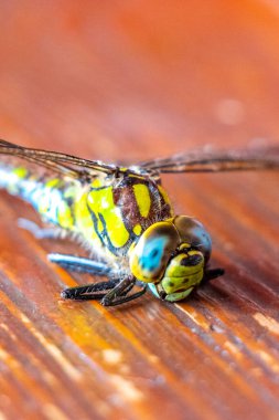 Bielaviezskaja Pusca Ulusal Parkı Bialowieza Ormanı Kamyanyets İlçe Brest Bölgesi Belarus 'ta masada büyük yeşil turkuaz yusufçuk..