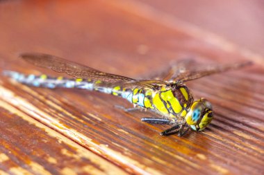 Bielaviezskaja Pusca Ulusal Parkı Bialowieza Ormanı Kamyanyets İlçe Brest Bölgesi Belarus 'ta masada büyük yeşil turkuaz yusufçuk..