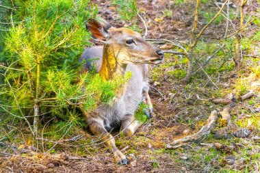 Roe geyik geyiği geyiği, Belarus Belarus Belarus 'un Bielaviezskaja Pusca Ulusal Park Bialowieza Ormanı' ndaki vahşi doğada dinleniyor..