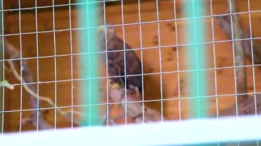 Bielaviezskaja Pusca Ulusal Parkı Bialowieza Ormanı Kamyanyets İlçe Brest Bölgesi 'nde bir kafeste oturan Kartal.