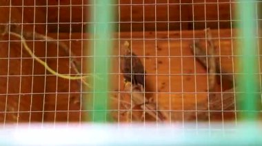 Bielaviezskaja Pusca Ulusal Parkı Bialowieza Ormanı Kamyanyets İlçe Brest Bölgesi 'nde bir kafeste oturan Kartal.