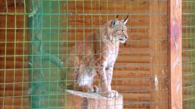Avrasyalı Lynx, Bielaviezskaja Pusca Ulusal Parkı Bialowieza Ormanı Kamyanyets Bölgesi Belarus Bölgesi 'nde bir çitin arkasında oturur ve uyur..
